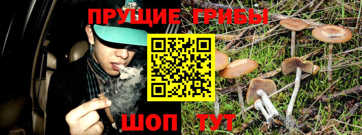 Галлюциногенные грибы Psilocybe Печора
